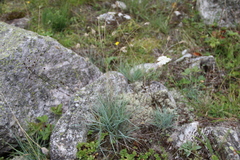 Alopecurus glacialis