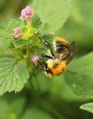 Bombus pascuorum