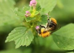 Bombus pascuorum