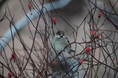 Passer domesticus