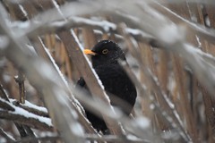 Turdus merula