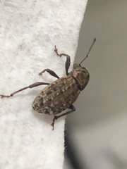 Dyslobus granicollis