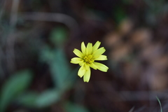 Hieracium tommasinianum