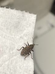 Dyslobus granicollis