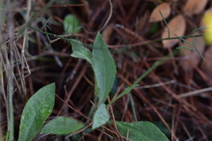 Hieracium tommasinianum