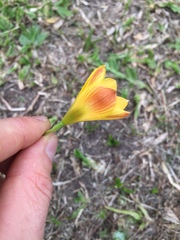 Zephyranthes tubispatha