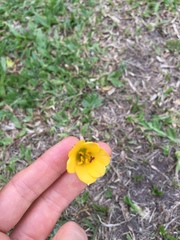 Zephyranthes tubispatha