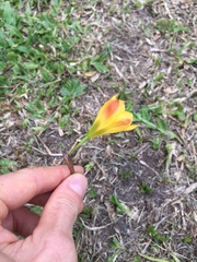 Zephyranthes tubispatha