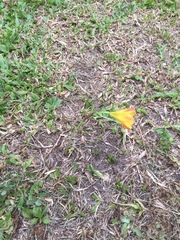 Zephyranthes tubispatha