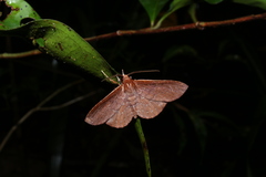 Cryptochrostis suppulchraria