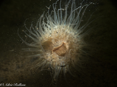 Sagartiogeton undatus