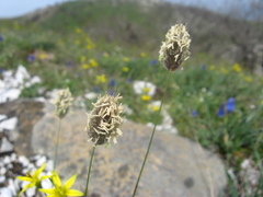 Alopecurus vaginatus
