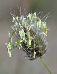 Alopecurus vaginatus