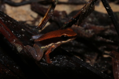 Allobates sumtuosus