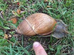 Megalobulimus oblongus