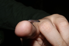Chatogekko amazonicus