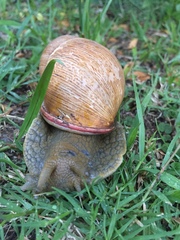 Megalobulimus oblongus