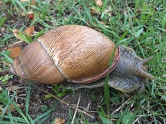 Megalobulimus oblongus