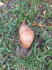 Megalobulimus oblongus