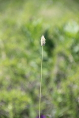 Alopecurus vaginatus