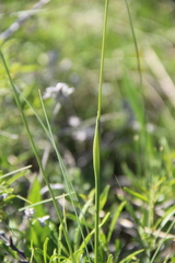 Alopecurus vaginatus