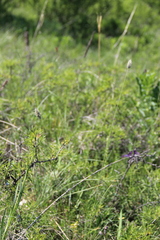 Alopecurus vaginatus