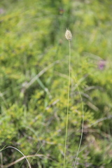 Alopecurus vaginatus