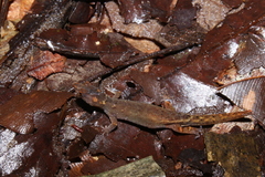 Chatogekko amazonicus