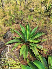 Agave maximiliana