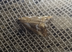 Glaucocharis interrupta