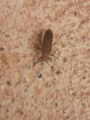 Catorhintha selector