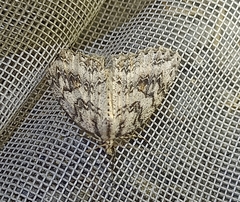 Pseudocoremia rudisata