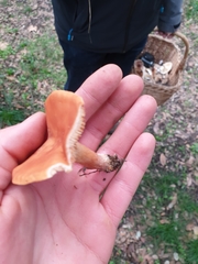 Lactarius atlanticus