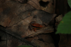 Allobates sumtuosus
