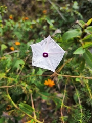 Ipomoea perpartita