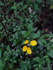 Ratibida coahuilensis