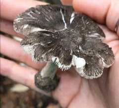 Pluteus ephebeus