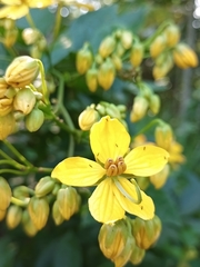Senna hayesiana