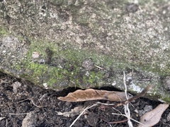 Lecanoromycetes