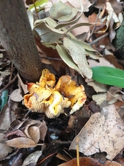 Cantharellus ferruginascens
