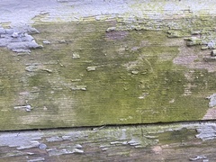 Lecanoromycetes