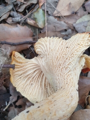 Cantharellus ferruginascens