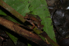 Allobates sumtuosus