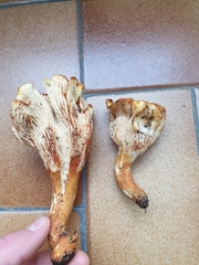 Cantharellus ferruginascens