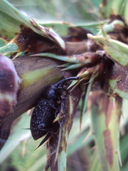 Heilipodus scabripennis