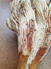 Cantharellus ferruginascens