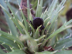 Heilipodus scabripennis