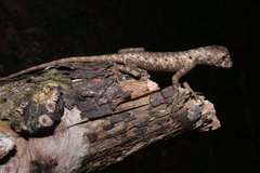 Uranoscodon superciliosus