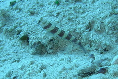 Amblyeleotris wheeleri