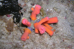 Cladopsammia gracilis